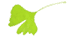 Ginko